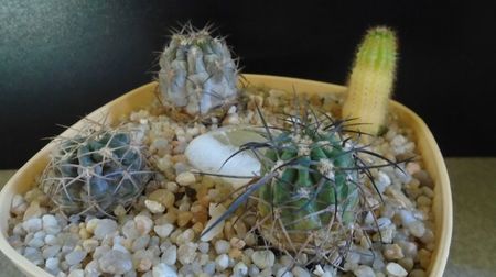 ; replantati in 15 iul. 2022
Acanthocalycium (Echinopsis) thionanthum
Acanthocalycium (Echinopsis) glaucum
Acanthocalycium (Echinopsis) munitum
Echinopsis hb. f. variegata
