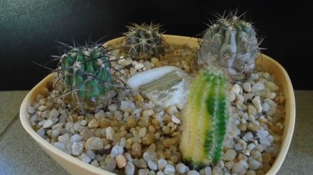 ; replantati in 15 iul. 2022
Acanthocalycium (Echinopsis) thionanthum
Acanthocalycium (Echinopsis) glaucum
Acanthocalycium (Echinopsis) munitum
Echinopsis hb. f. variegata
