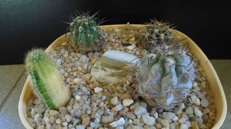 ; replantati in 15 iul. 2022
Acanthocalycium (Echinopsis) thionanthum
Acanthocalycium (Echinopsis) glaucum
Acanthocalycium (Echinopsis) munitum
Echinopsis hb. f. variegata
