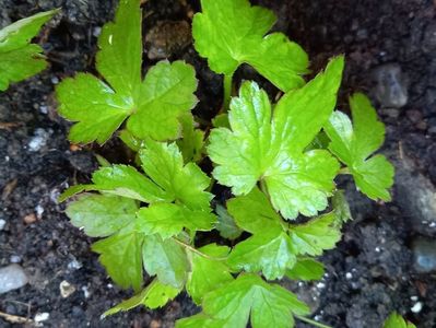 Anemona hupehensis