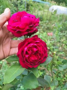 IMG20220803185254