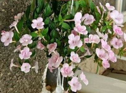 Miki; Double pink rose (poza rasturnata)
