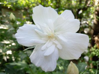 White Chiffon