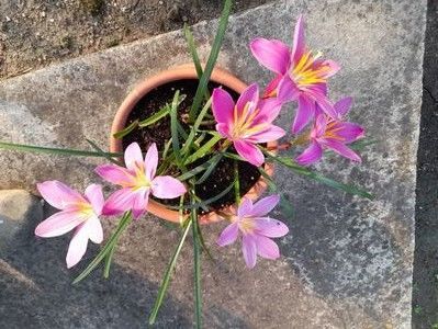 Nina; Zephyranthes
