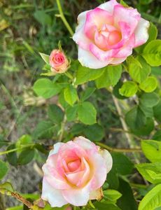 D45F46D3-8BEE-458C-8463-5B62AB1EC9E1