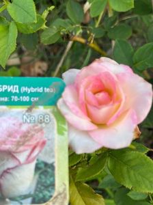 BBF3E2D5-F91D-49E6-ABDB-ECB18EE7EE50