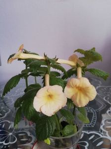 20 iul