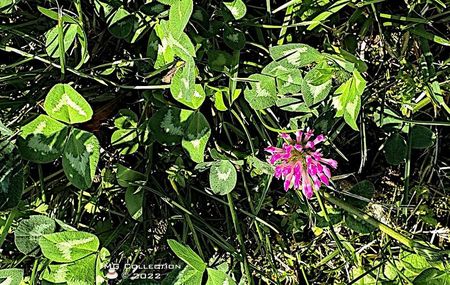 Floare de trifoi