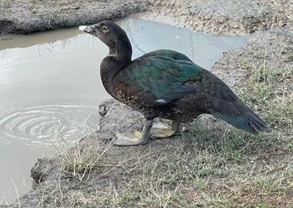 Purtător de gena bronz