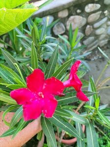 IMG20220815092729