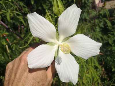 hibi coccineus alb