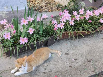 Tomita adora sa stea intre aceste flori!