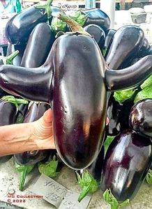 Vinete 1-Eggplant 1