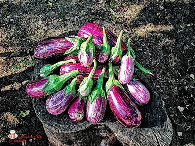 Vinete-Eggplants