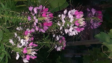 Floarea paianjen; Frumusețea care ține toată vara
