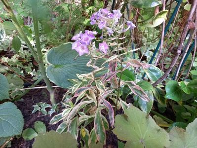 Phlox paniculata "Olympus"