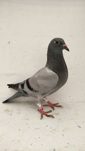 vandut
