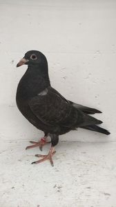 vandut