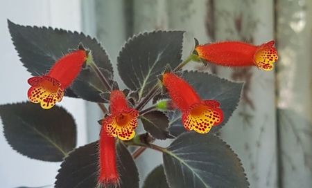 Kohleria Brasil Jam; De la Andreea. Multumesc, este foarte frumoasa!
