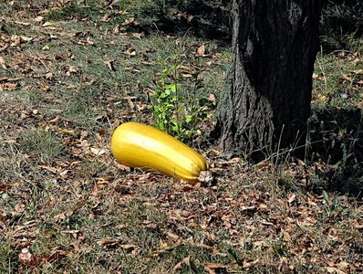 Lonely Pumpkin