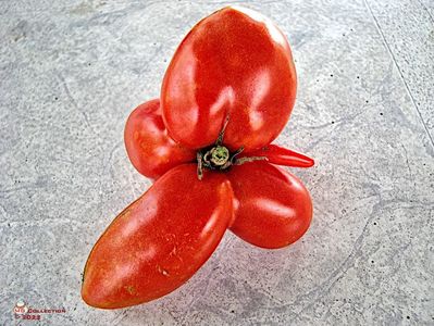 Weird Tomato