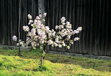 Apple tree in spring time