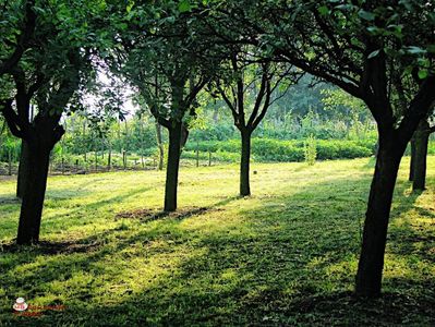 Trees Garden