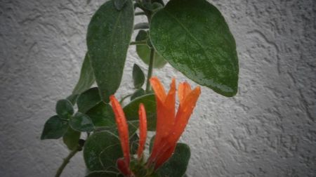 Dicliptera suberecta,inca timida...