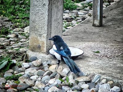 Cotofana-Magpie