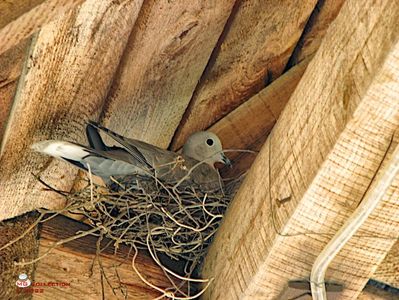 Cuib de gugustiuc-Ringdove Nest