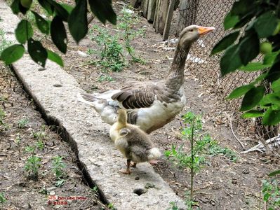 Gasca cu boboc-Mother goose