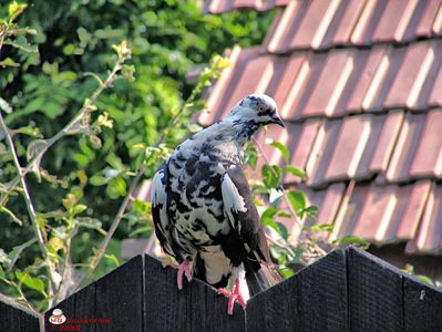Porumbel-Dove