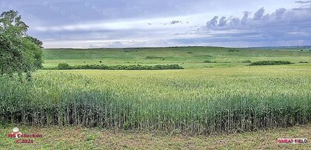 Lan de grau -Wheat Field 1