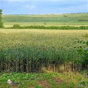 Lan de grau-Wheat field