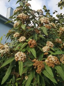 viburnum rhytidophyllum