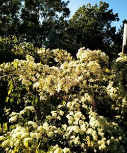 112293090_QGISXJY3-1