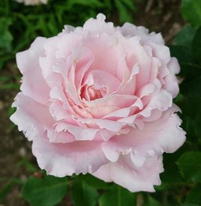 113627955_QPNCIPZ3-1