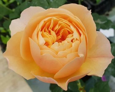 115106835_GIFJNJR3-1