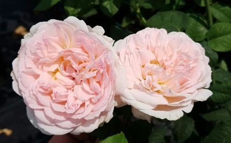 113029796_SICKEXB3-1