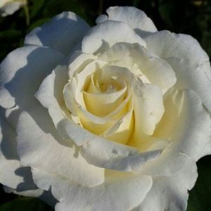 114820961_ASRPJXS-1