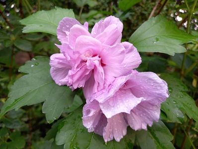Ardens