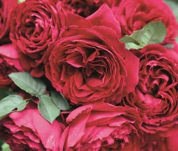 114577919_BRMQIZF3-1