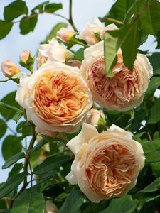 115107035_VBWURWO3-1