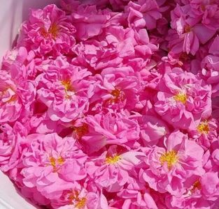 114678863_KQXIDFR3-1