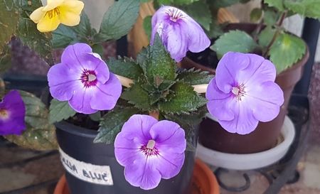 In ghiveciul dedicat.; In ghiveciul unde este singur a inflorit usor diferit. Bine, si locul e cu totul altul.
