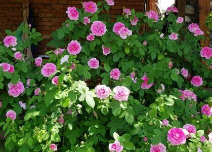 111641619_KGNMAJB3-1