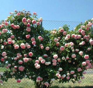 113631474_SZIAFSQ3-1