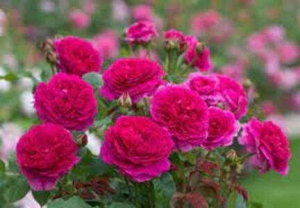 114820922_APMQUED3-1