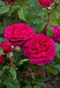 114820923_AMSERTU3-1