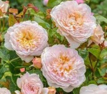 113631473_HKTYGHJ3-1